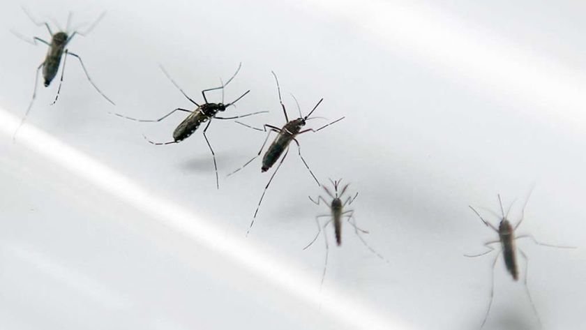 Panama has confirmed 1,357 dengue fever cases in 2020