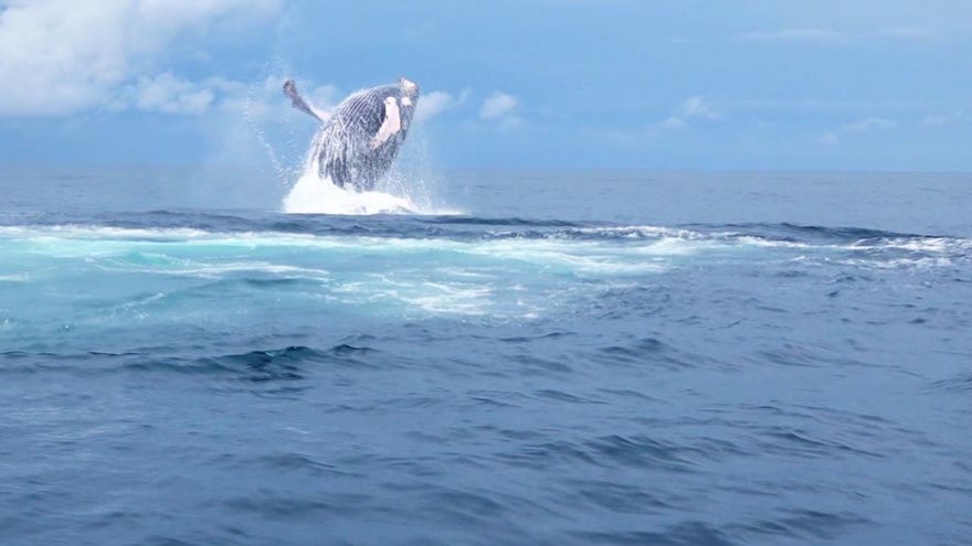La AMP se acoge a las normas internacionales para proteger a las ballenas en el Golfo de Panamá