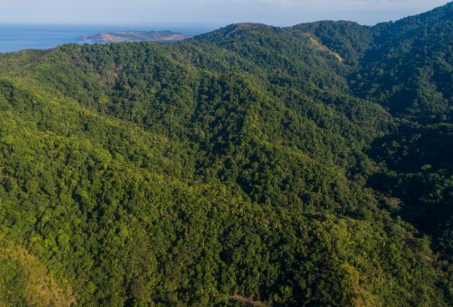 Moratorium extended to grant new permits for logging natural forests