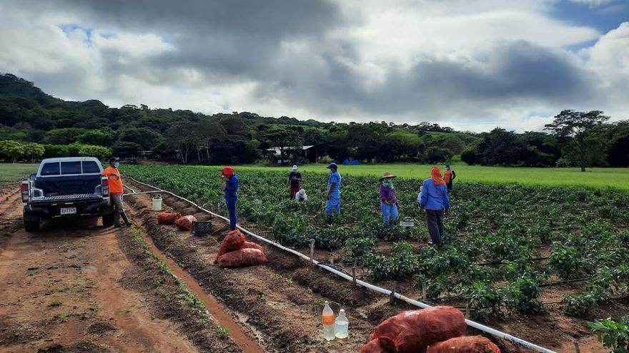 Las exportaciones de productos agropecuarios han jugado un papel importante en este incremento