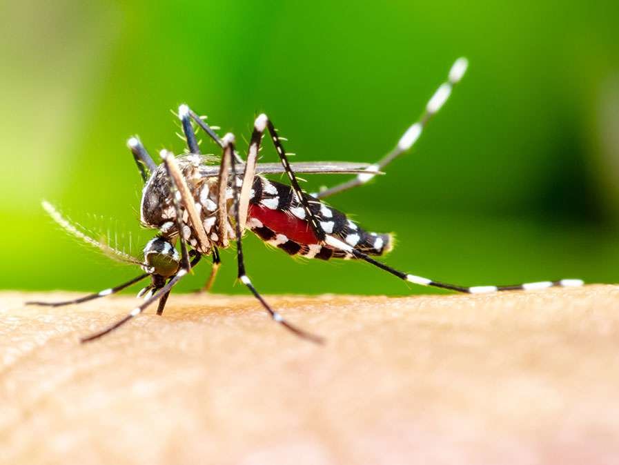 Panama ends 2020 with 2,128 cases of malaria