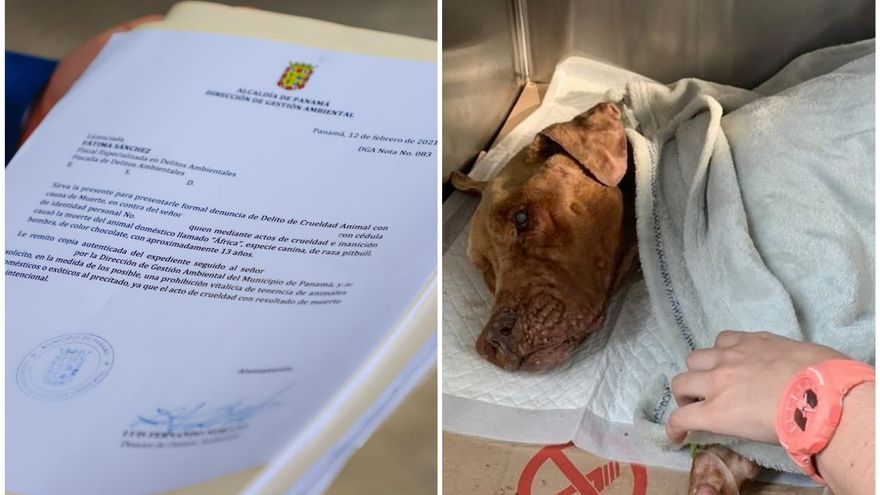 África falleció de una severa desnutrición tras el abandono total en el que la habían tenido sus dueños