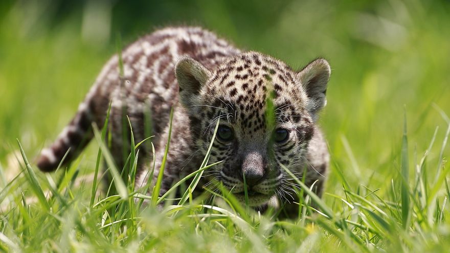 Panamá cuenta con seis especies de felinos silvestres, entre ellos el jaguar