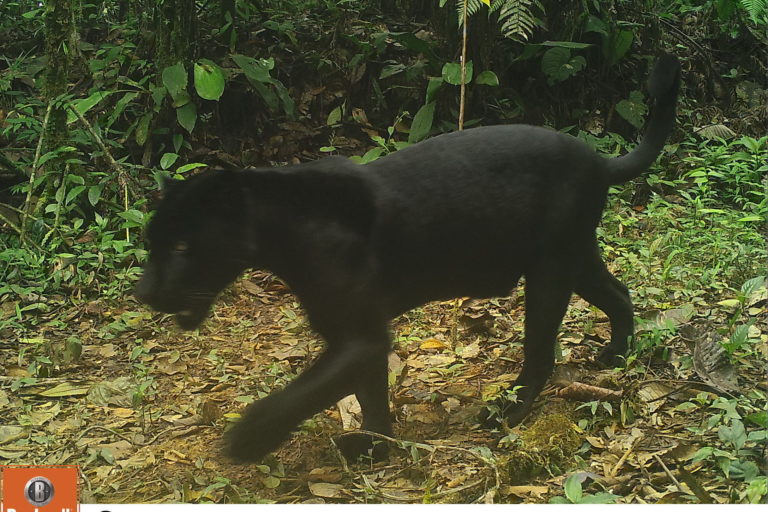 Rare black jaguars caught on camera in Panama
