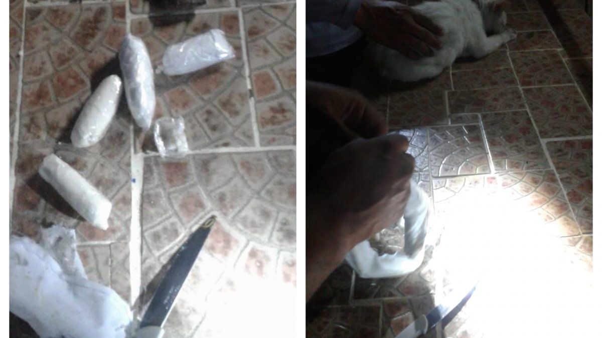 Authorities find drugs attached to a cat in attempt to smuggle the drugs to prison