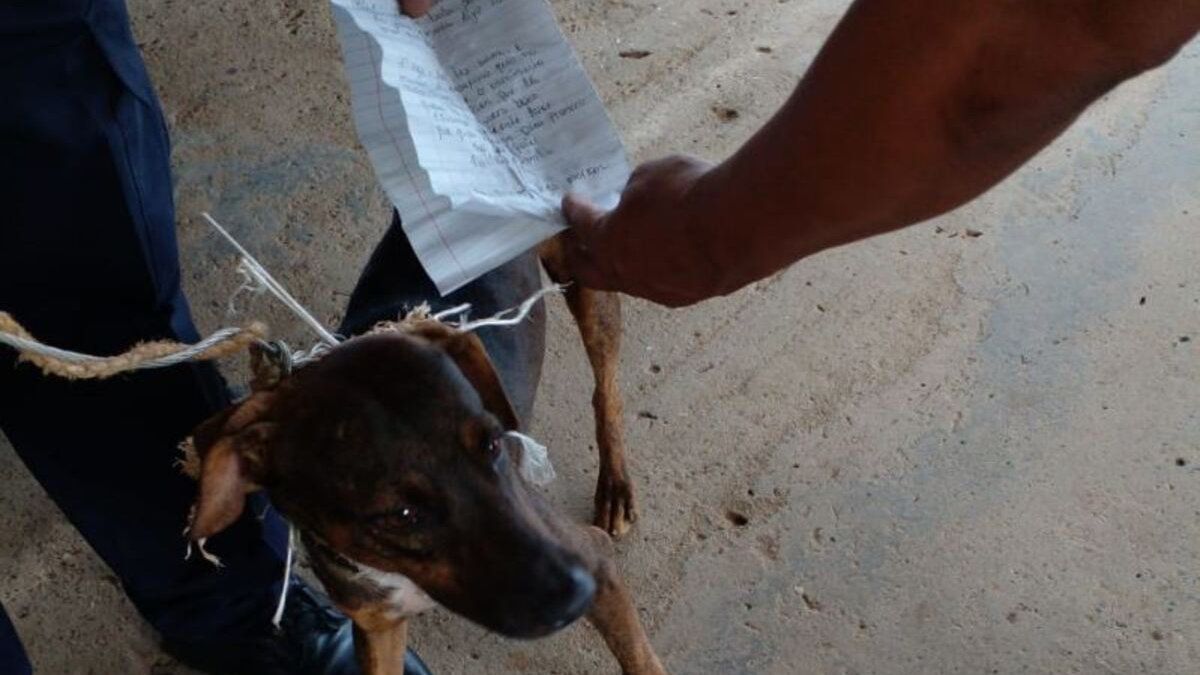 Authorities detect messenger dog in La Joya prison