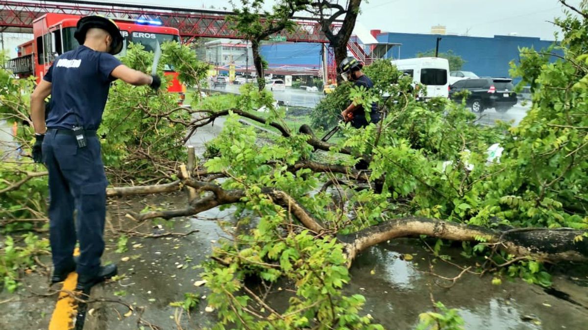 Rain causes treefalls and power cuts in different parts of Panama