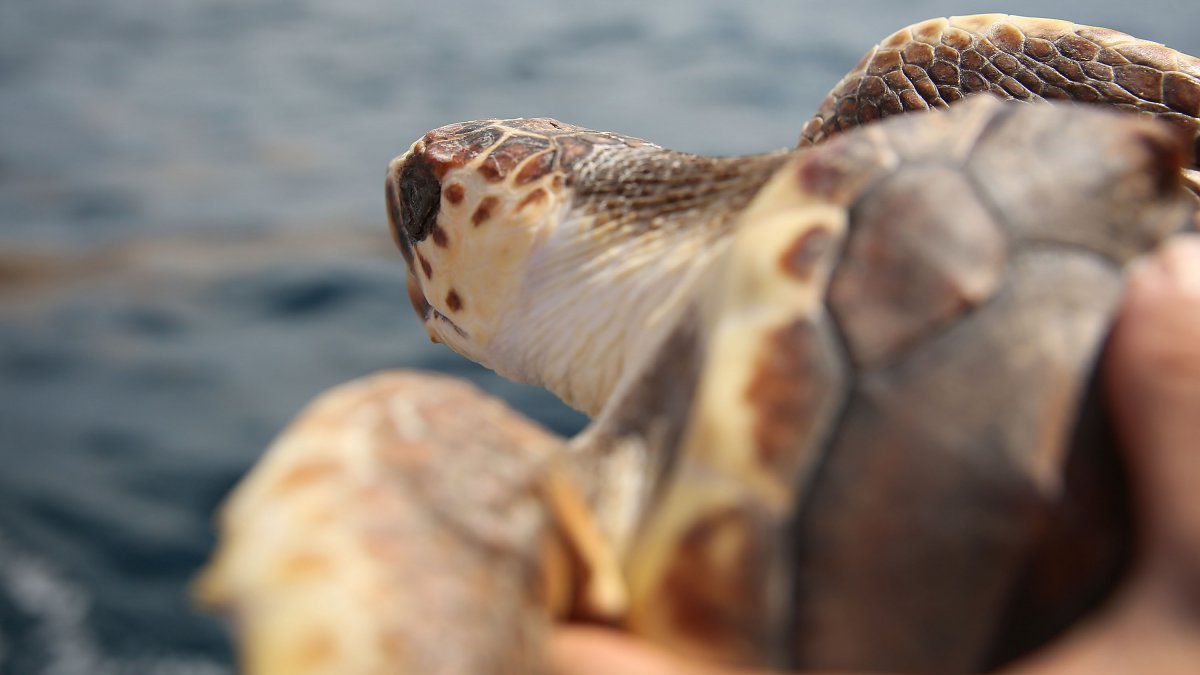 More than a million turtles have been born on the beaches of Panama in 10 years