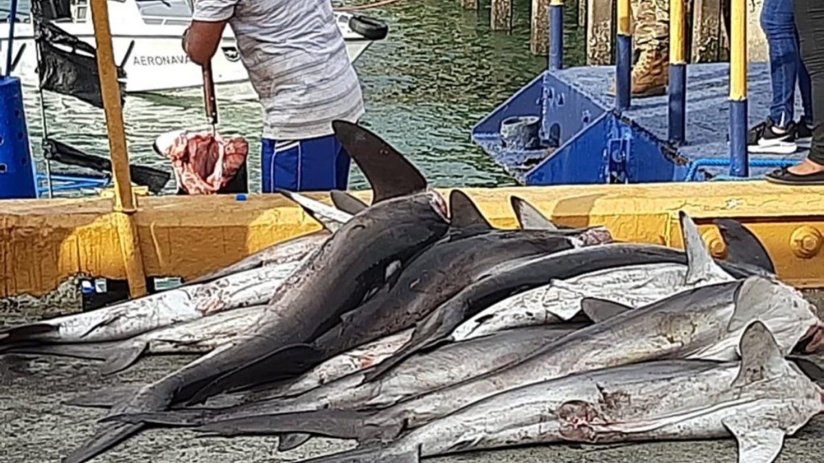 Costa Rican vessel is fined $250,000 for fishing for prohibited species