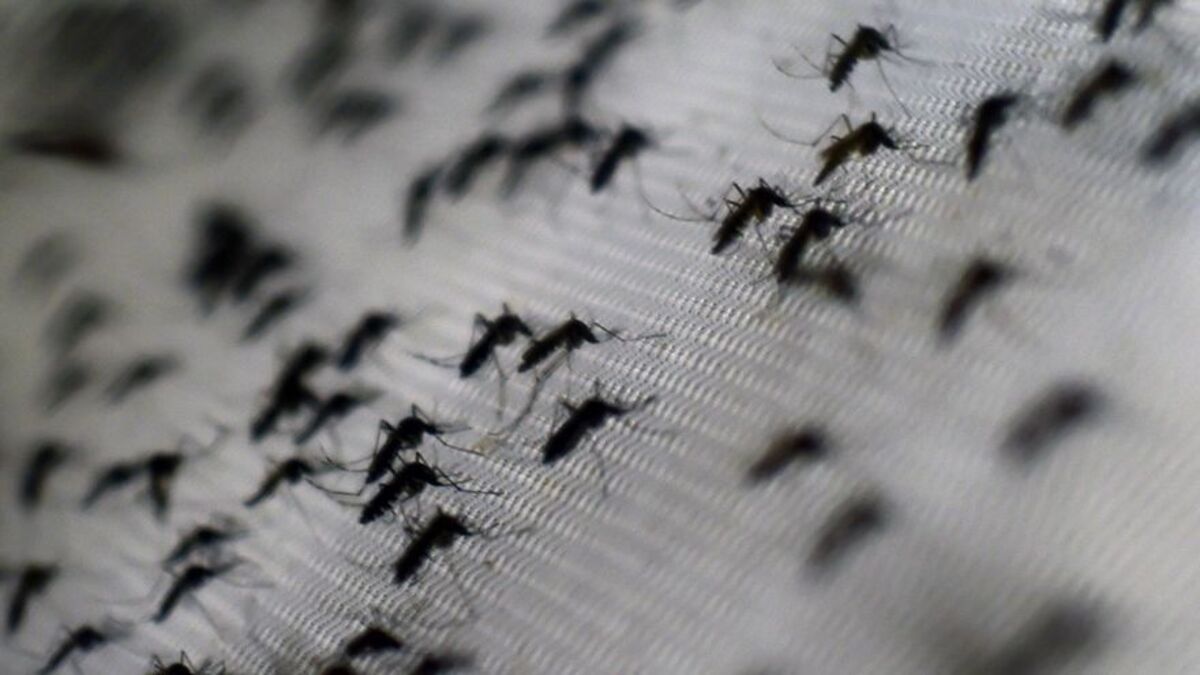 Panama registers 11 cases of dengue, Veracruz reports higher infestation rate