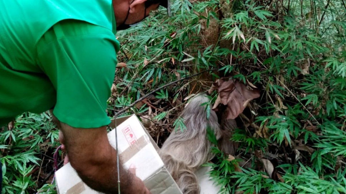 MiAmbiente warns of an increase in wildlife rescue cases