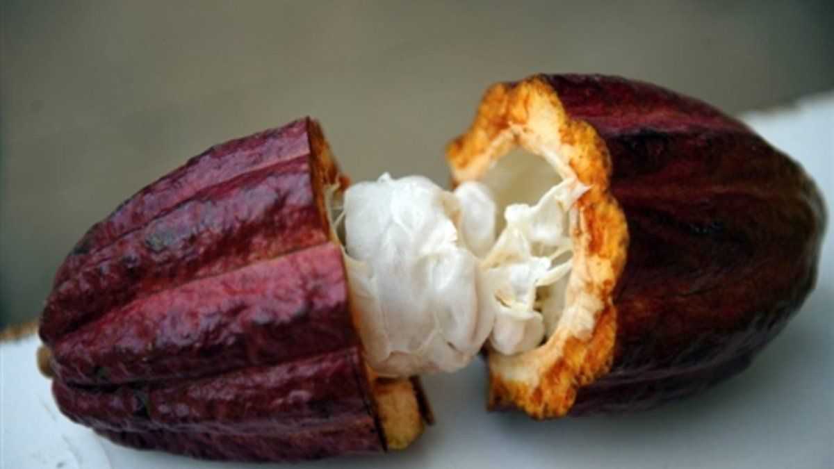 Three samples of Panamanian cocoa are selected among the best 50 in the world
