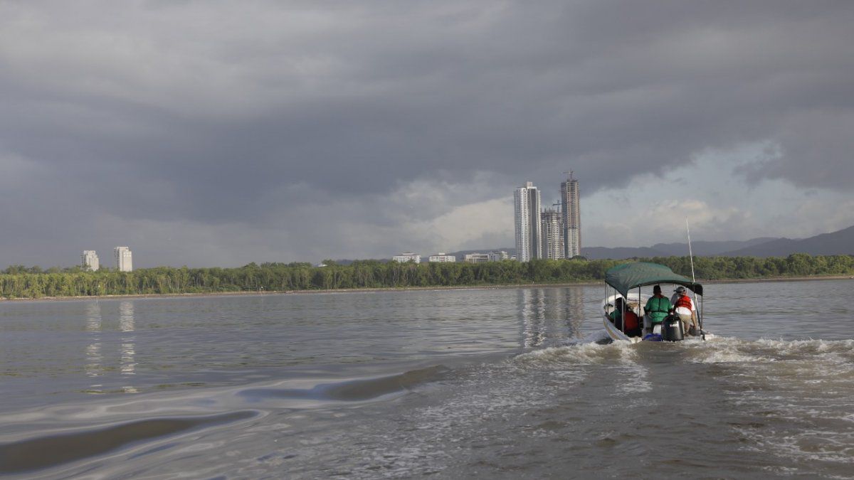 Fish mortality reported in Panama Viejo, MiAmbiente investigates