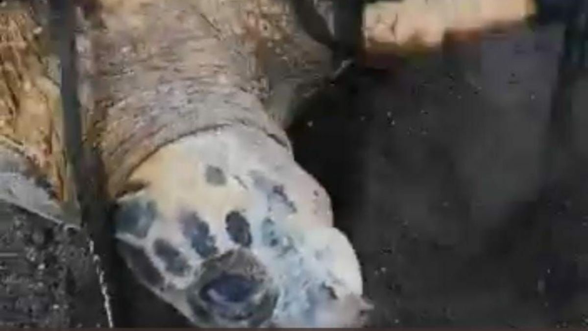 MiAmbiente Guna Yala investigates video that shows the mistreatment of a turtle