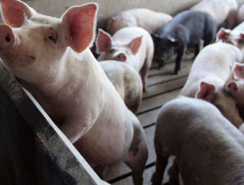Panama decrees alert after African swine fever is found in the Dominican Republic