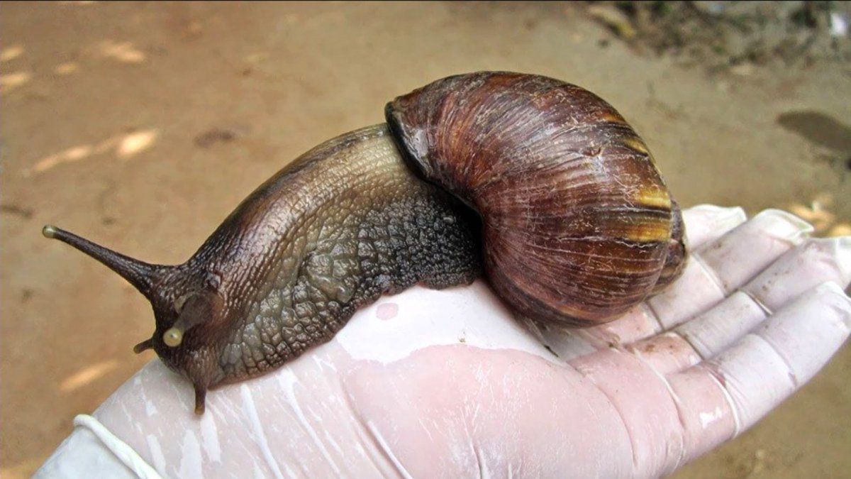 Giant African snail can transmit parasites and bacteria that affect health