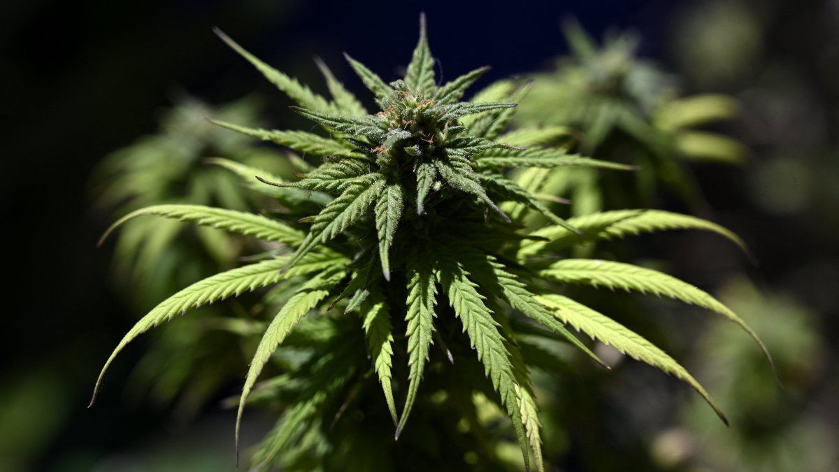 Project regulating the medicinal use of cannabis in Panama goes to third debate