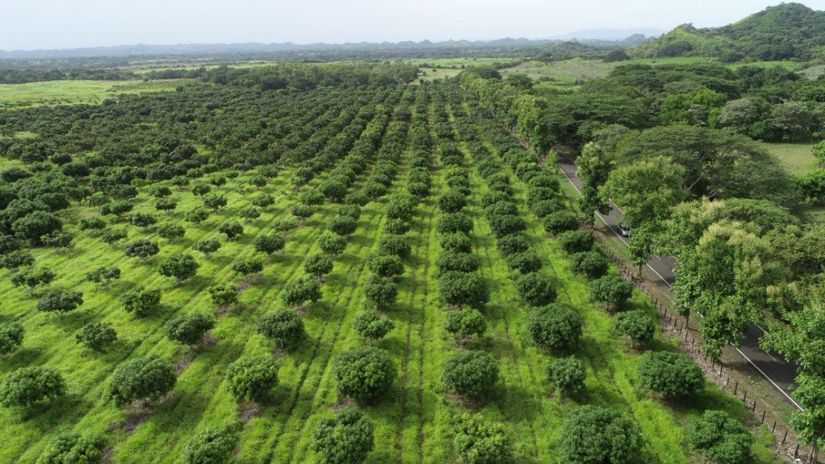 New secondary forests emerge in Darién, Veraguas, Herrera and other regions