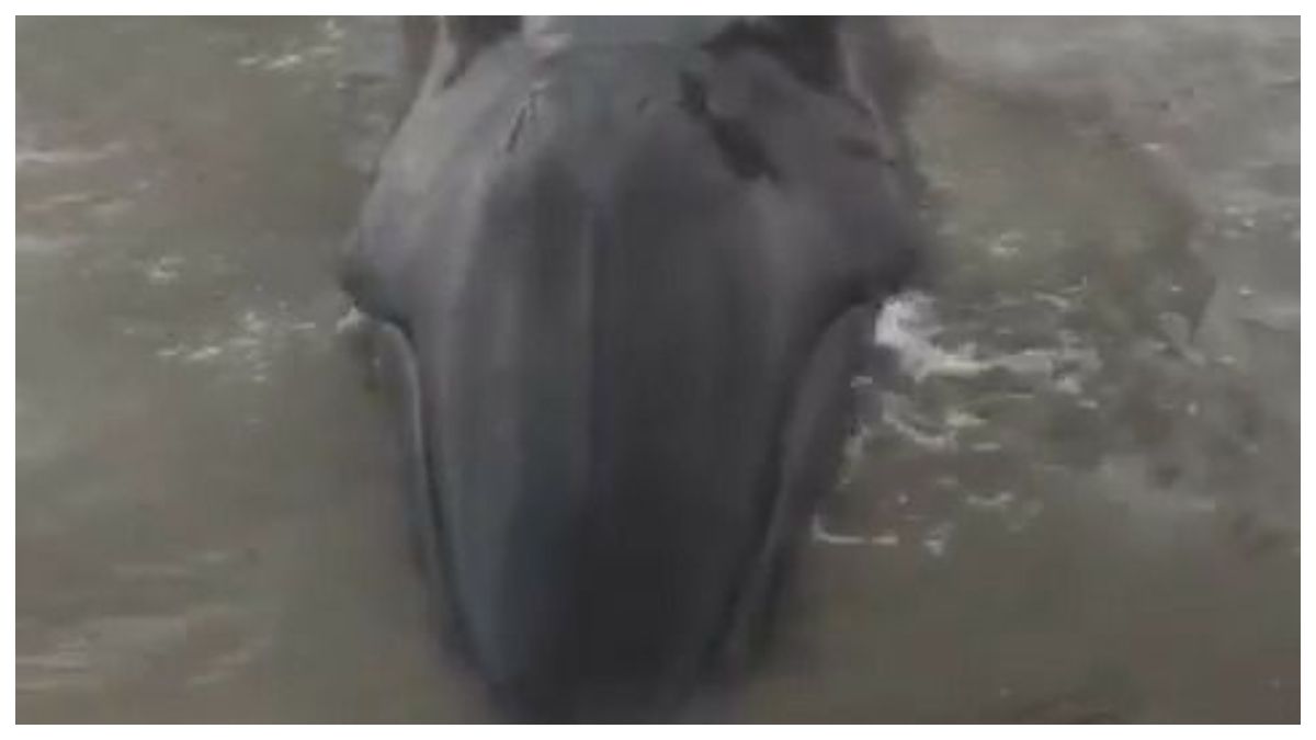 Whale dies on El Retén beach, it was the second time it was stranded