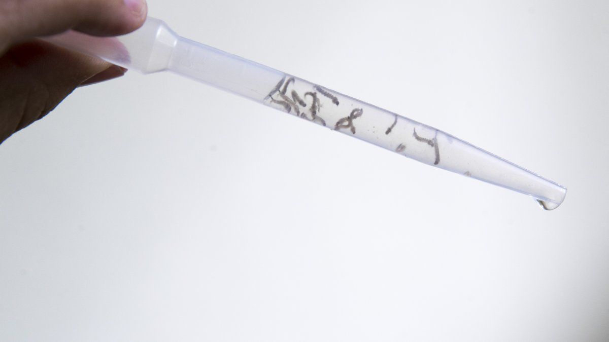 The first case of Zika detected in Chiriquí