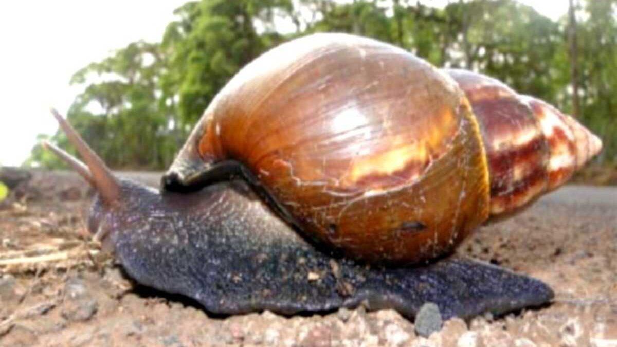 MIDA rules out the presence of the Giant African Snail after receiving 4 complaints in Chiriquí