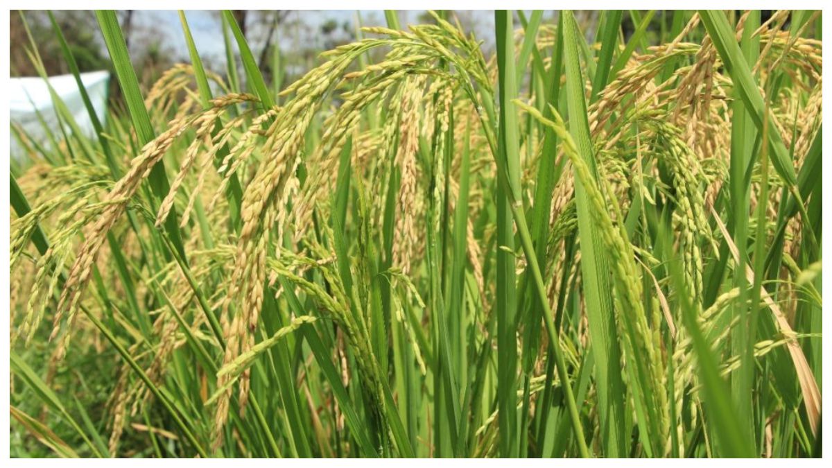 MIDA urges rice farmers to enroll in SIGAP to receive compensation payment