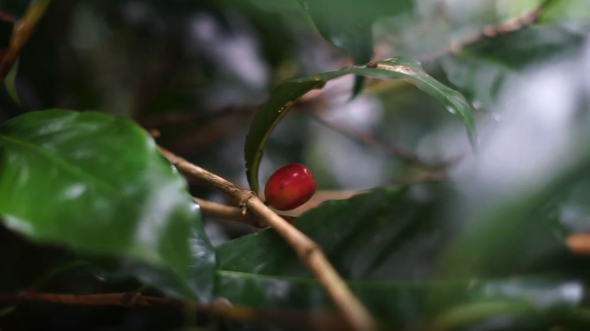 Geisha coffee from Panama breaks record by reaching $2,568 per pound