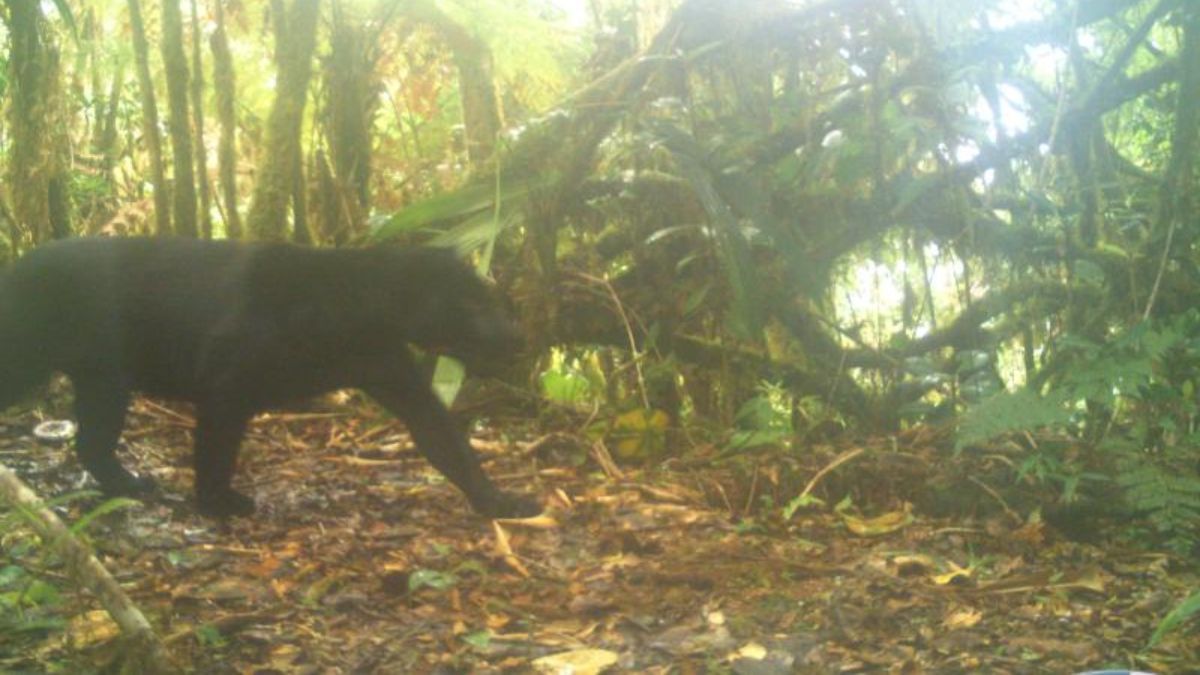 Melanic jaguar spotted for the first time in La Amistad International Park