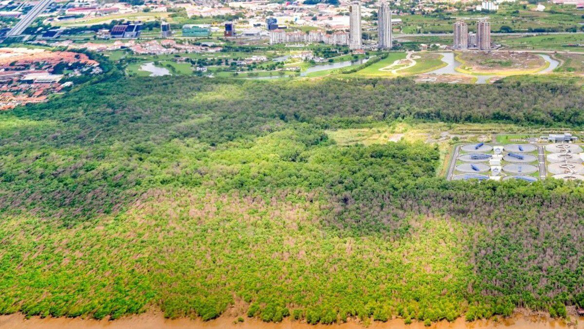 Mangroves are recovered in a sector of the Bay of Panama after "mass death"
