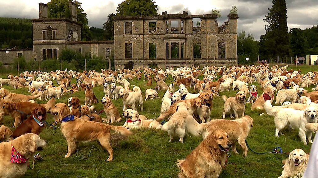 Celebrating the Legacy of the Golden Retriever in the Scottish Highlands
