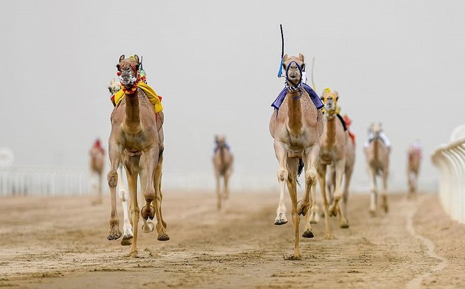 The Crown Prince Camel Festival: 589 Races and 56.25 Million Riyals in Prizes
