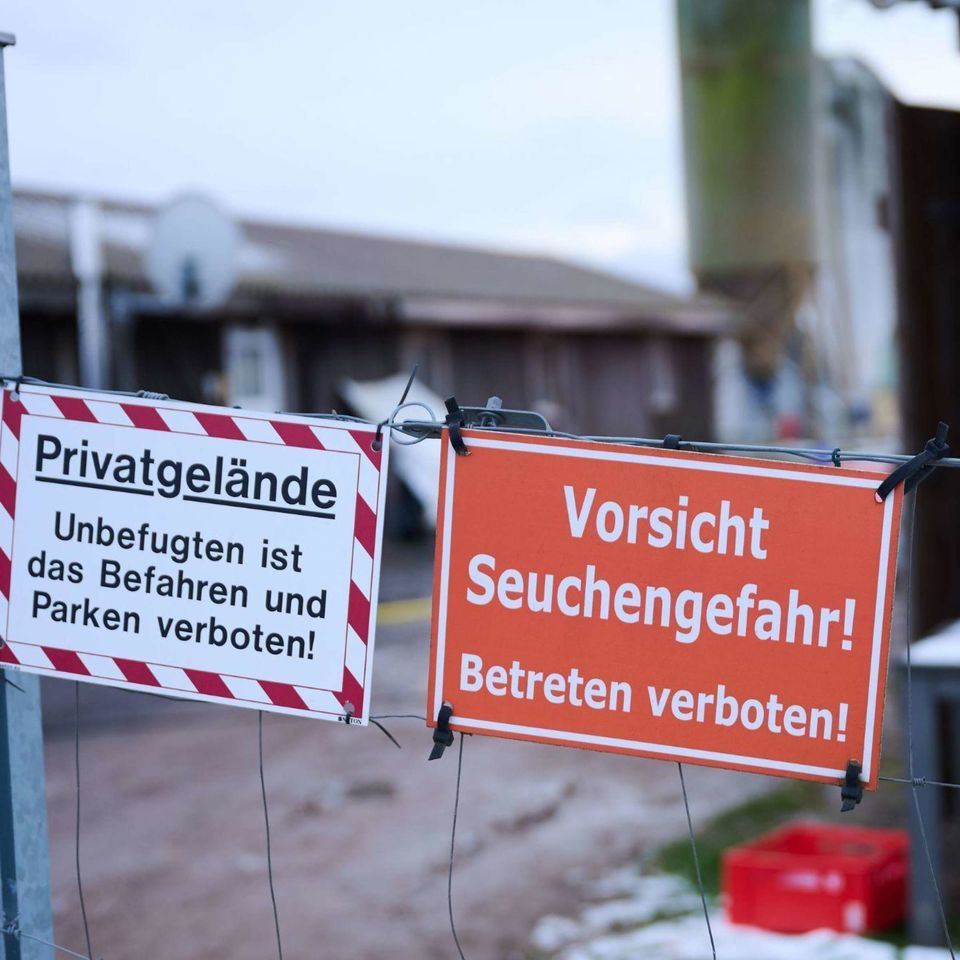 Deutschland steht aufgrund eines Ausbruchs der Maul- und Klauenseuche vor einem Exportverbot.
