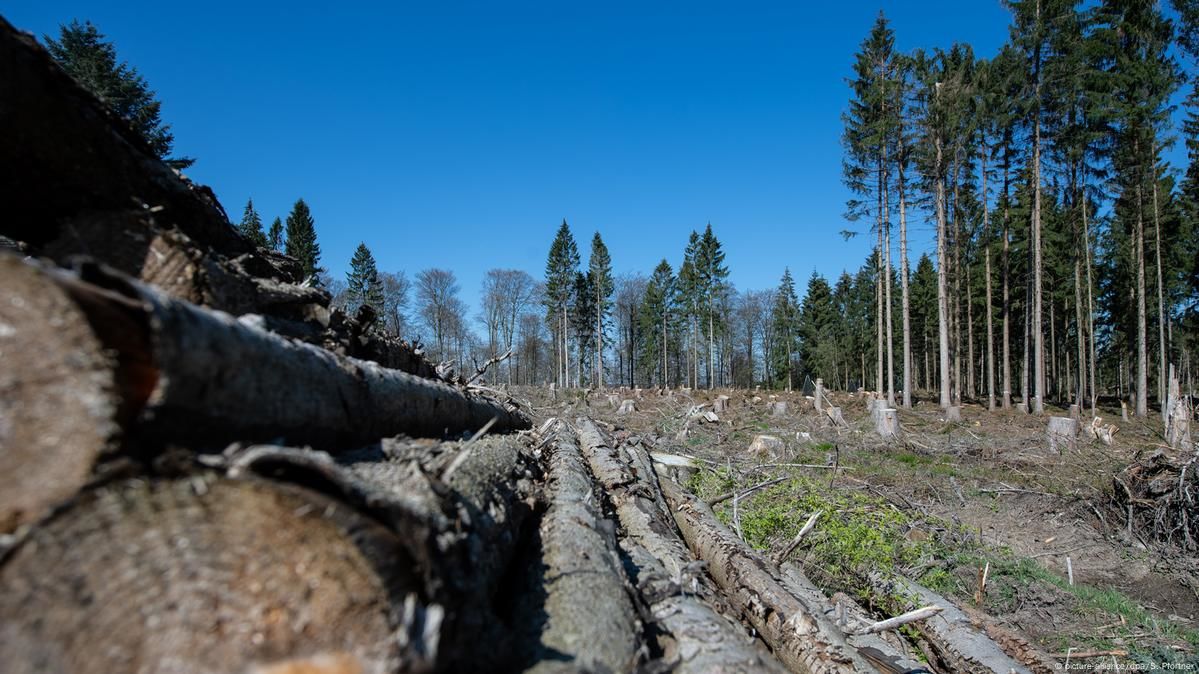 Rekordtemperaturen und trockene Bedingungen erhöhen die Waldbrandgefahr in ganz Deutschland.