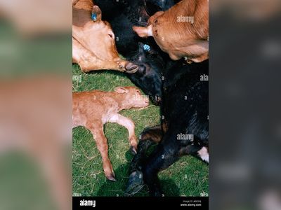 Dark Liquids Emerge from Burying Sites of Culled Cattle in Csemeztanya Amidst FMD Outbreak