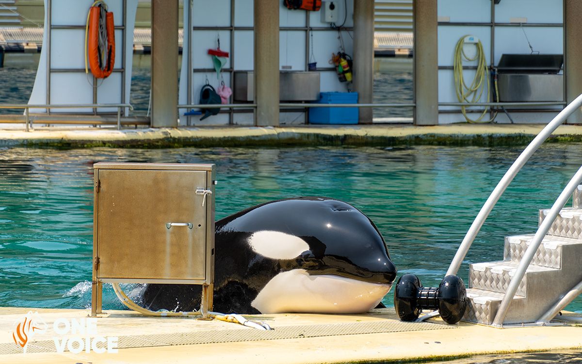 Investigation Reveals Health Status of Marineland Orcas Amid Controversy