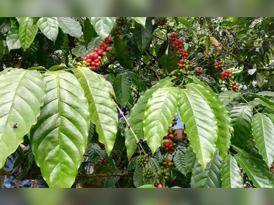 Panama Coffee Farmers Cultivate Global Reputation