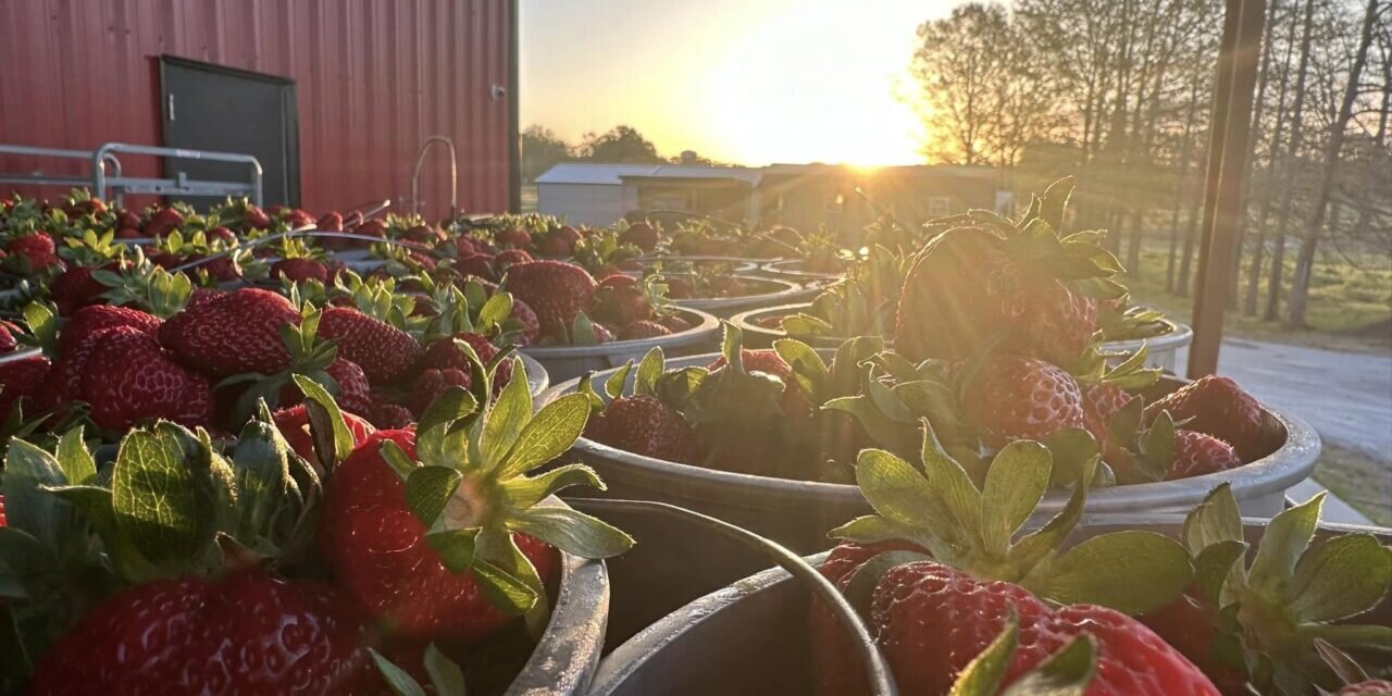 Strawberry Season Begins in Holland