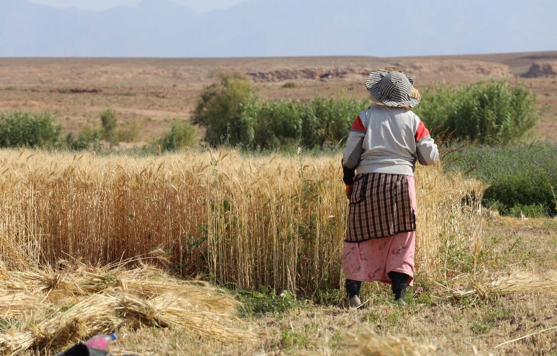 Algeria Launches Digital Platform to Regulate Farmland Ownership