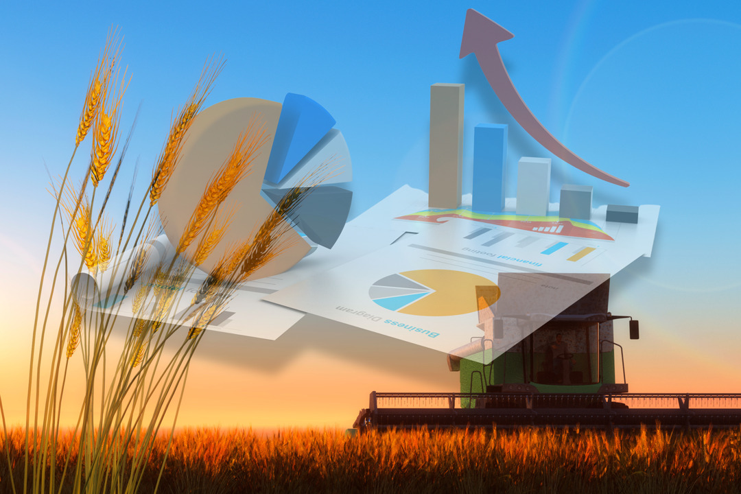 Hungarian Wheat Harvest Forecast at 4.5 Million Tonnes