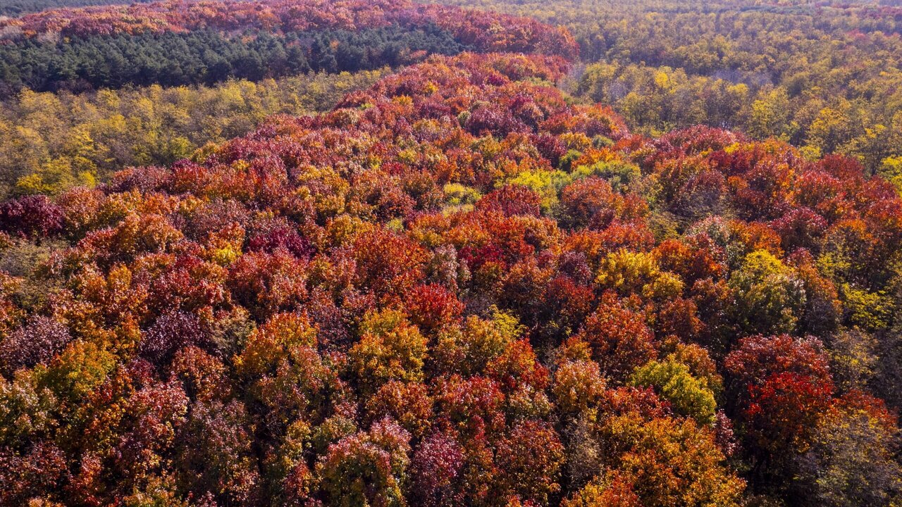 Hungary Denies Deforestation Allegations, Highlights Sustainable Practices
