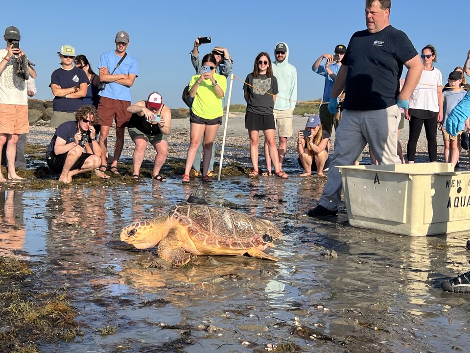 Sea Turtles Released into Gulf Waters Draw Hundreds of Onlookers