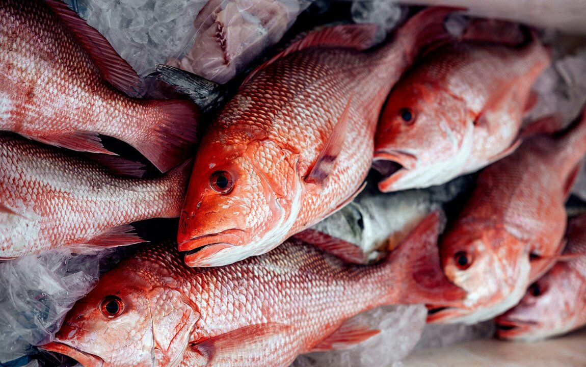 Independent Study Confirms Gulf Menhaden Fishery’s Minimal Impact on Red Drum