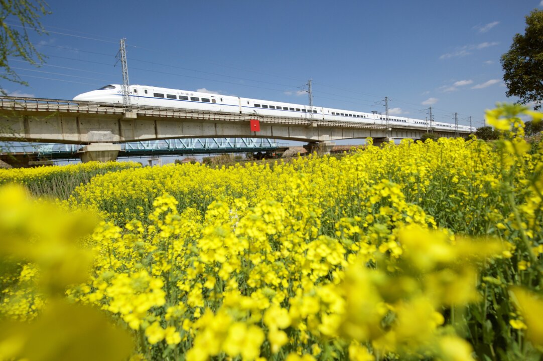 Australia Nears Breakthrough Canola Trade Deal with China