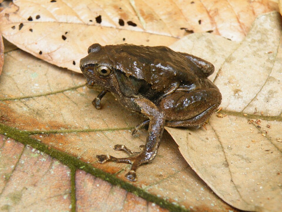 Philippine Deforestation Linked to Infertile Hybrid Frogs, Study Finds
