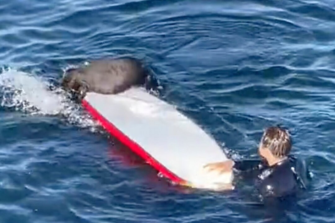 Controversial Ban Blocks Novice Surfers at Iconic Philippine Break