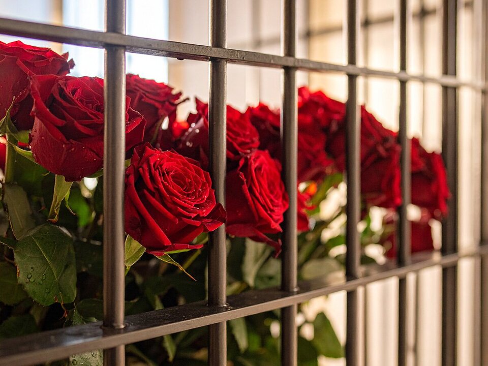 Illegal Rose Shipment Seized at Dutch Airport