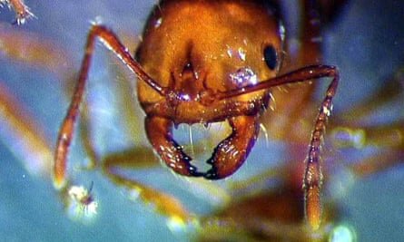 Australia’s Fire Ant Crisis Reaches Critical Stage, Experts Warn