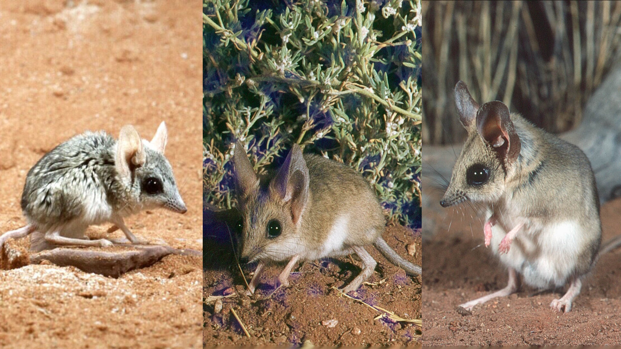 Australian Researchers Reclassify Native Marsupial as Three Distinct Species