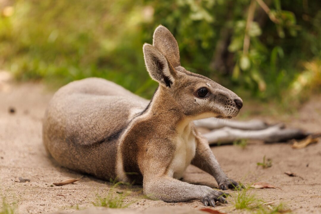 Rare Mammal Thought Extinct Rediscovered in Australia