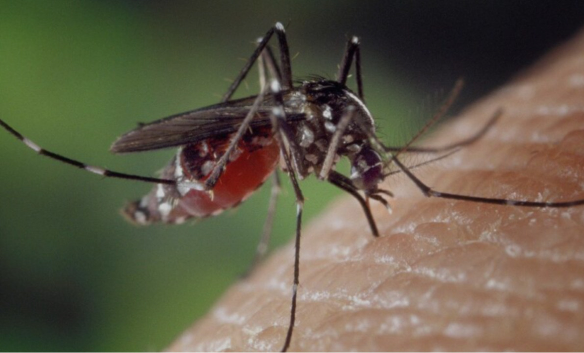 First Case of West Nile Virus Confirmed in Serbia This Year